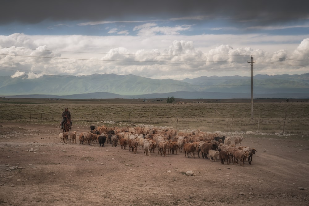 horses on brown field under white clouds and blue sky during daytime