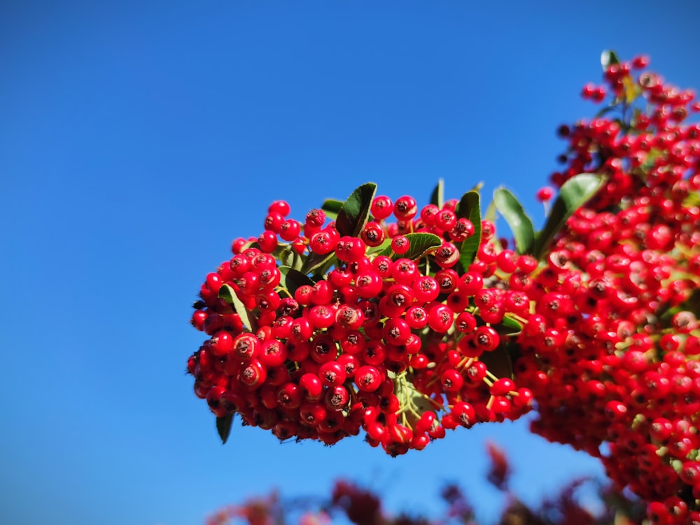 red round fruits under blue sky during daytime