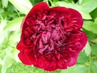 A vibrant red peony in full bloom against a blurred green garden background.