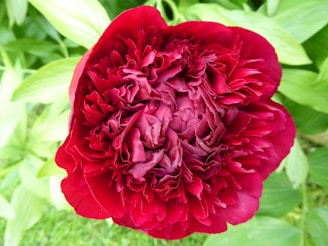 A vibrant red peony in full bloom against a blurred green garden background.