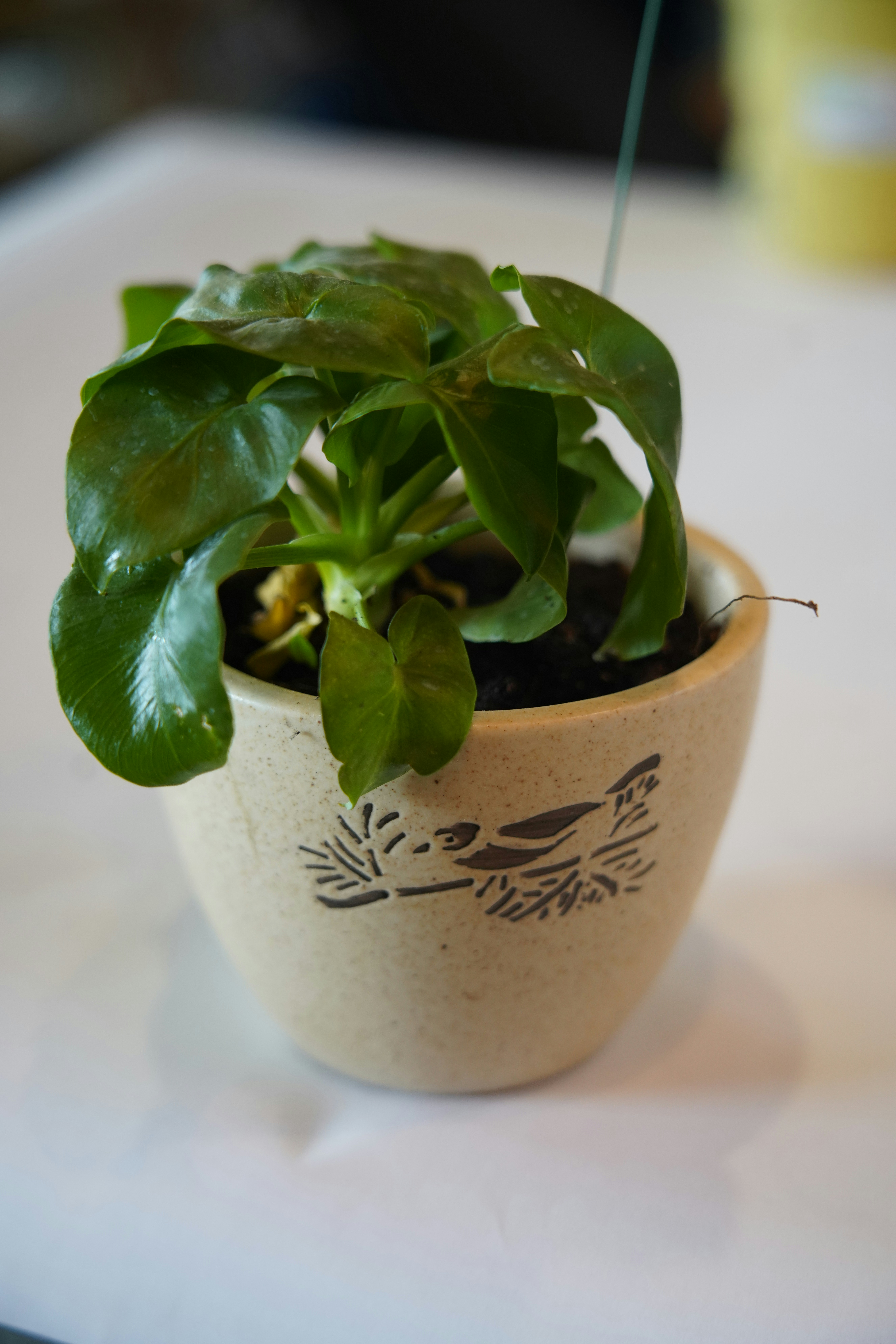 Photo by aayushrawat