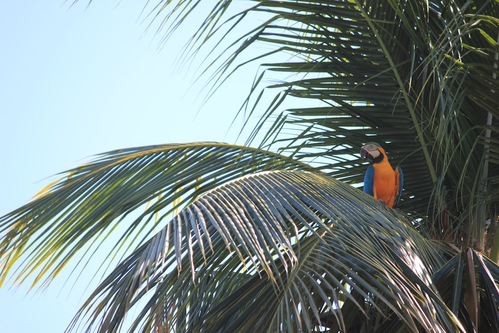 blue and brown bird on green palm tree during daytime