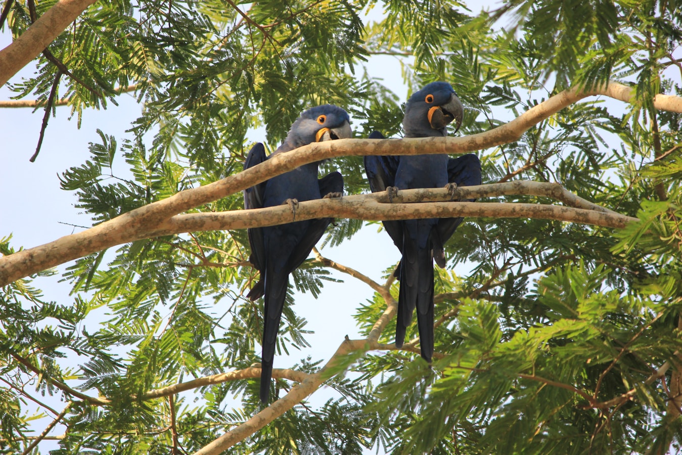 two hyacinth macaws on a tree branch