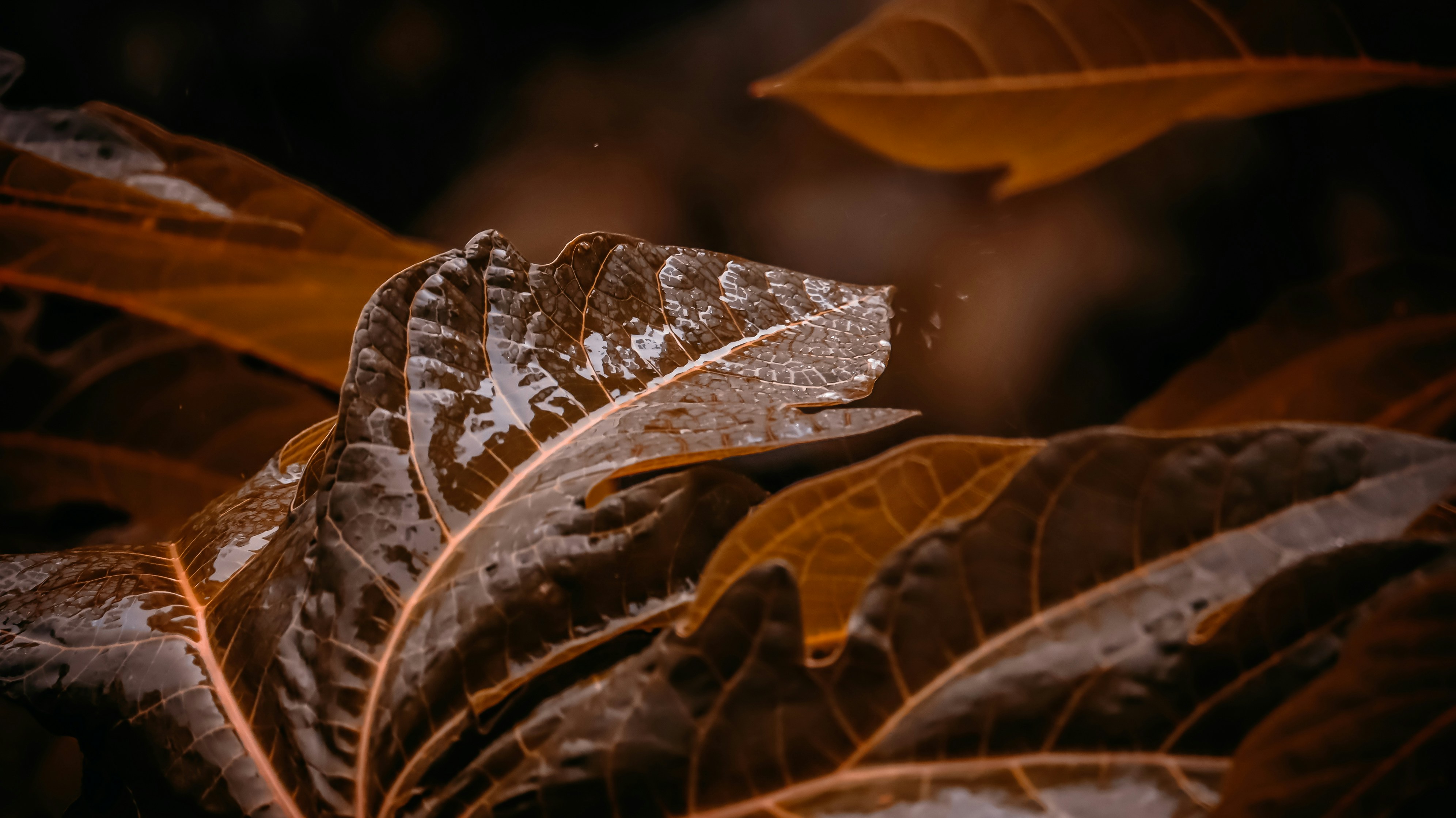 Photo by vedangtandel