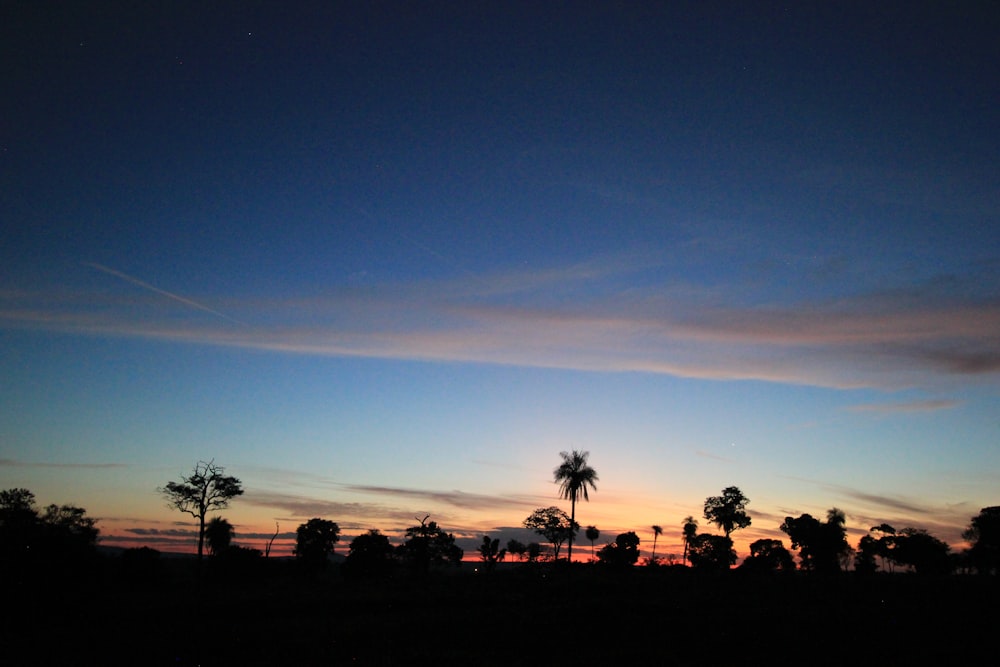 silhouette of people standing near trees during sunset