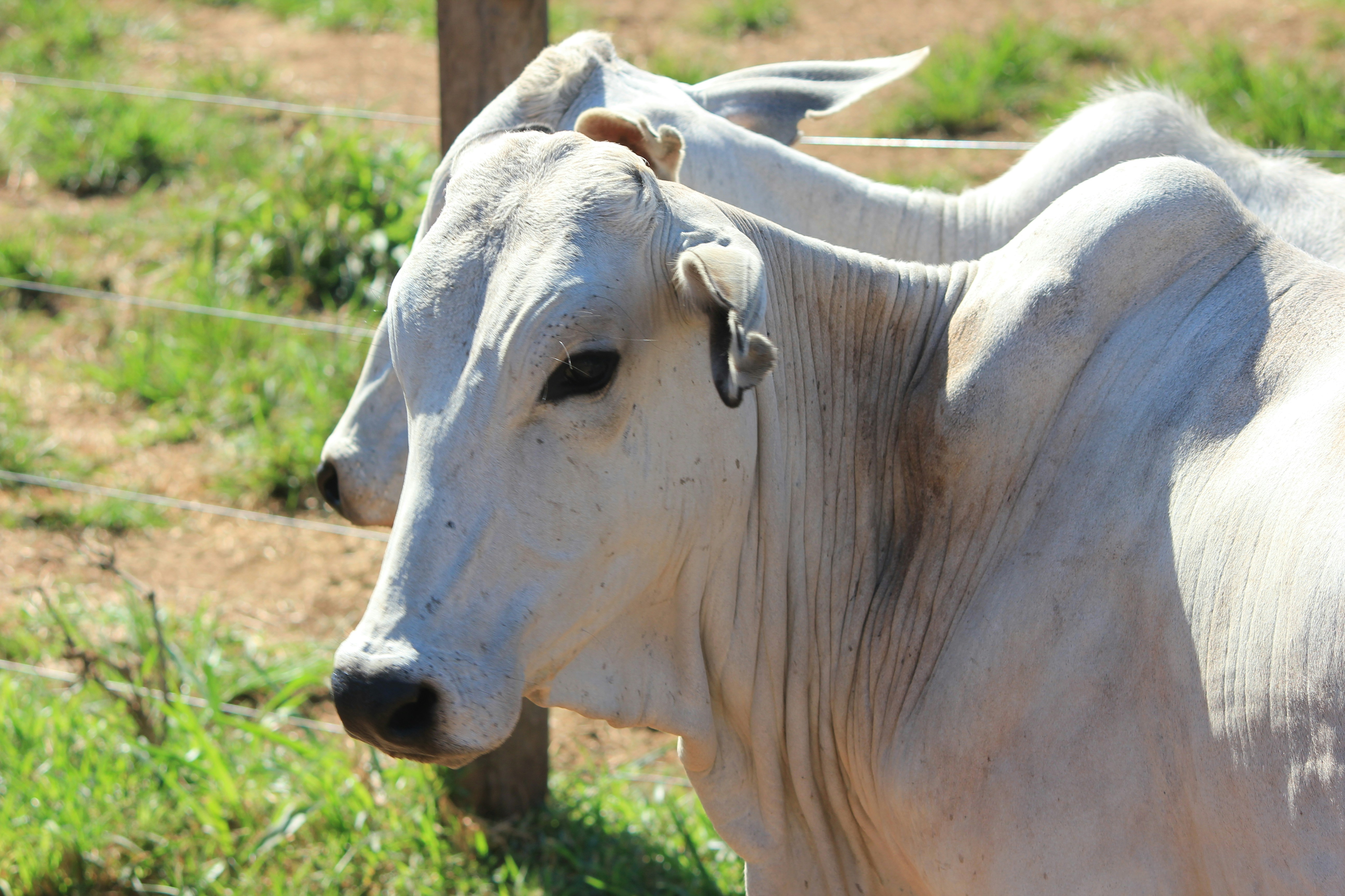vache blanche sur un champ d’herbe verte pendant la journée