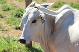 white cow on green grass field during daytime