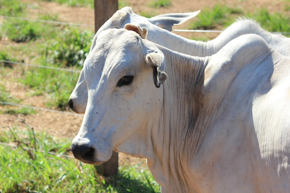 white cow on green grass field during daytime