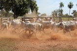 herd of sheep on brown field during daytime