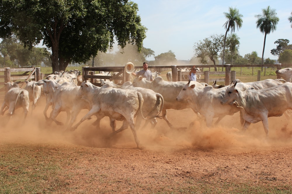 herd of sheep on brown field during daytime