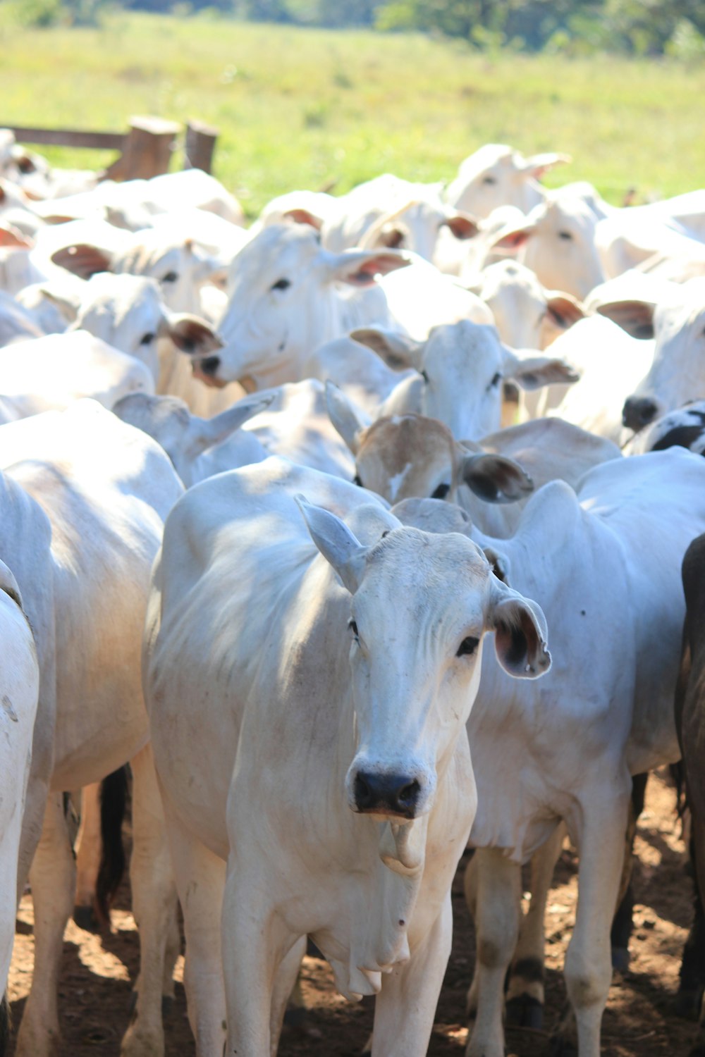 white cow on brown field during daytime