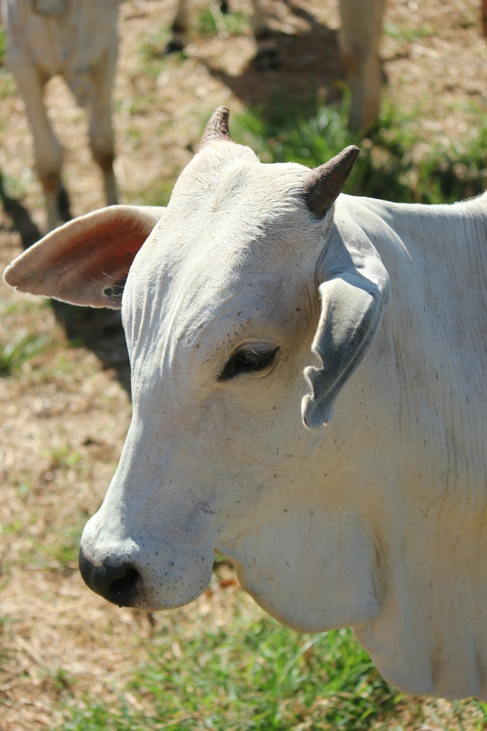 white cow on brown field during daytime