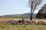 A rancher working with cattle in the field.
