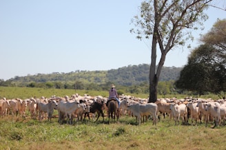 A person on horseback is guiding a herd of cattle in an open field with lush green grass and trees. The backdrop features rolling hills and clear blue skies.
