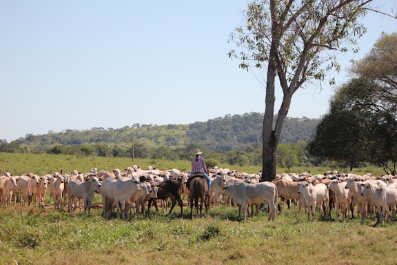 A person on horseback is guiding a herd of cattle in an open field with lush green grass and trees. The backdrop features rolling hills and clear blue skies.