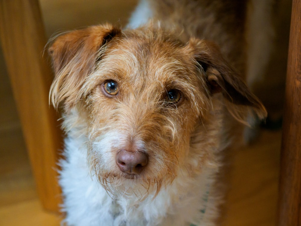 white and brown long coat small dog