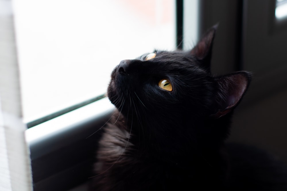 black cat looking at the window