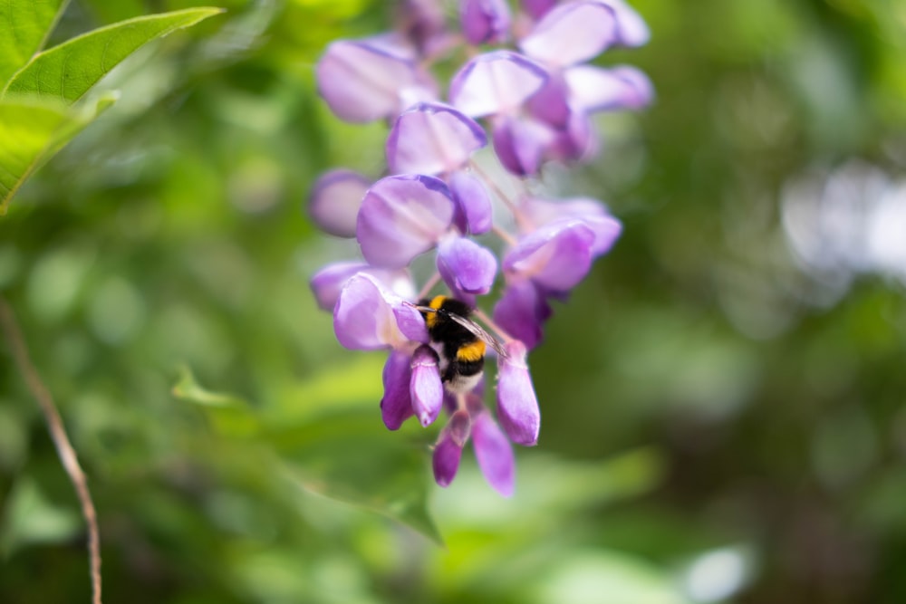 purple flower in tilt shift lens