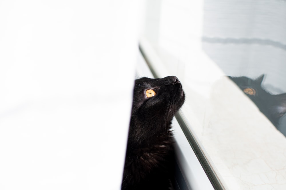 black cat on window during daytime