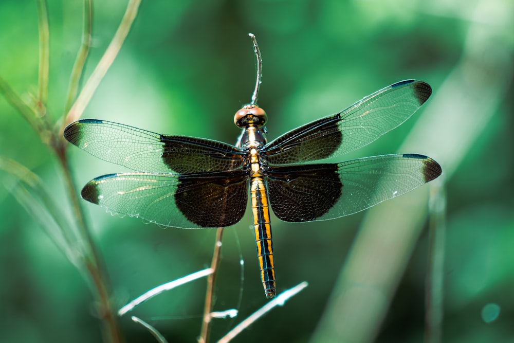 brown and black dragonfly on brown stem in close up photography during daytime