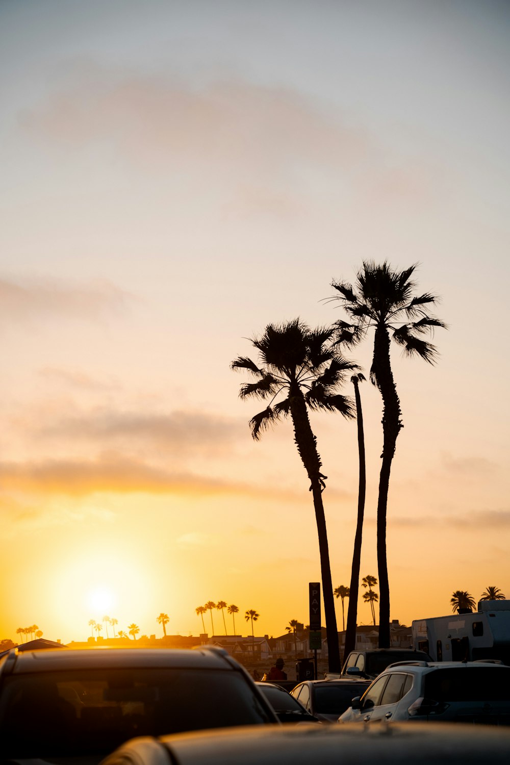 palm tree during golden hour