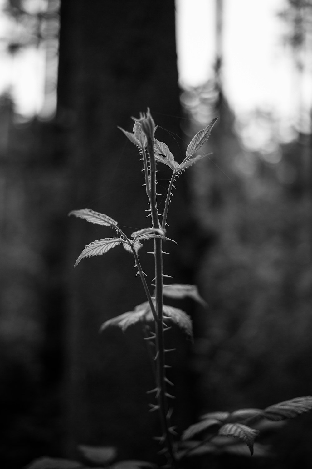 grayscale photo of plant with water droplets