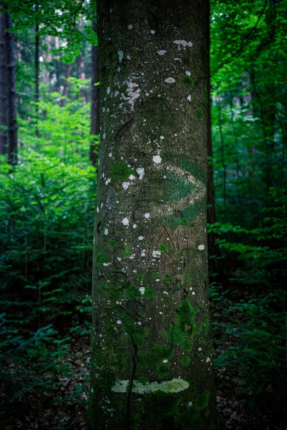 green moss on brown tree trunk