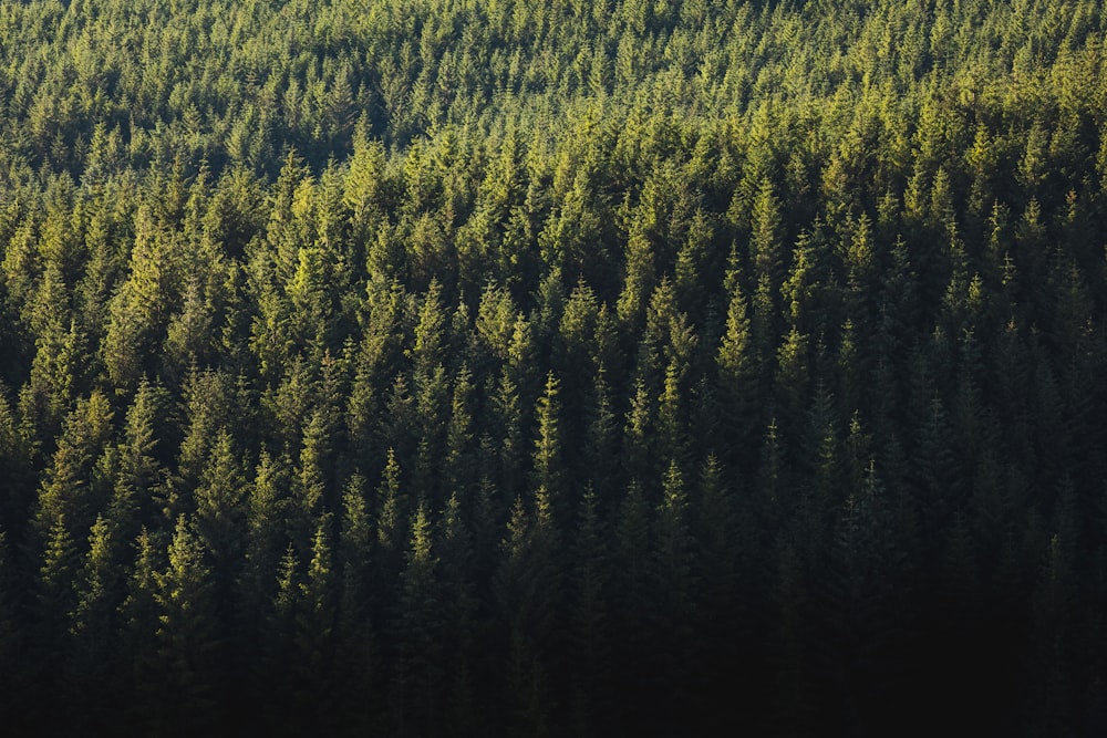 green trees on a sunny day