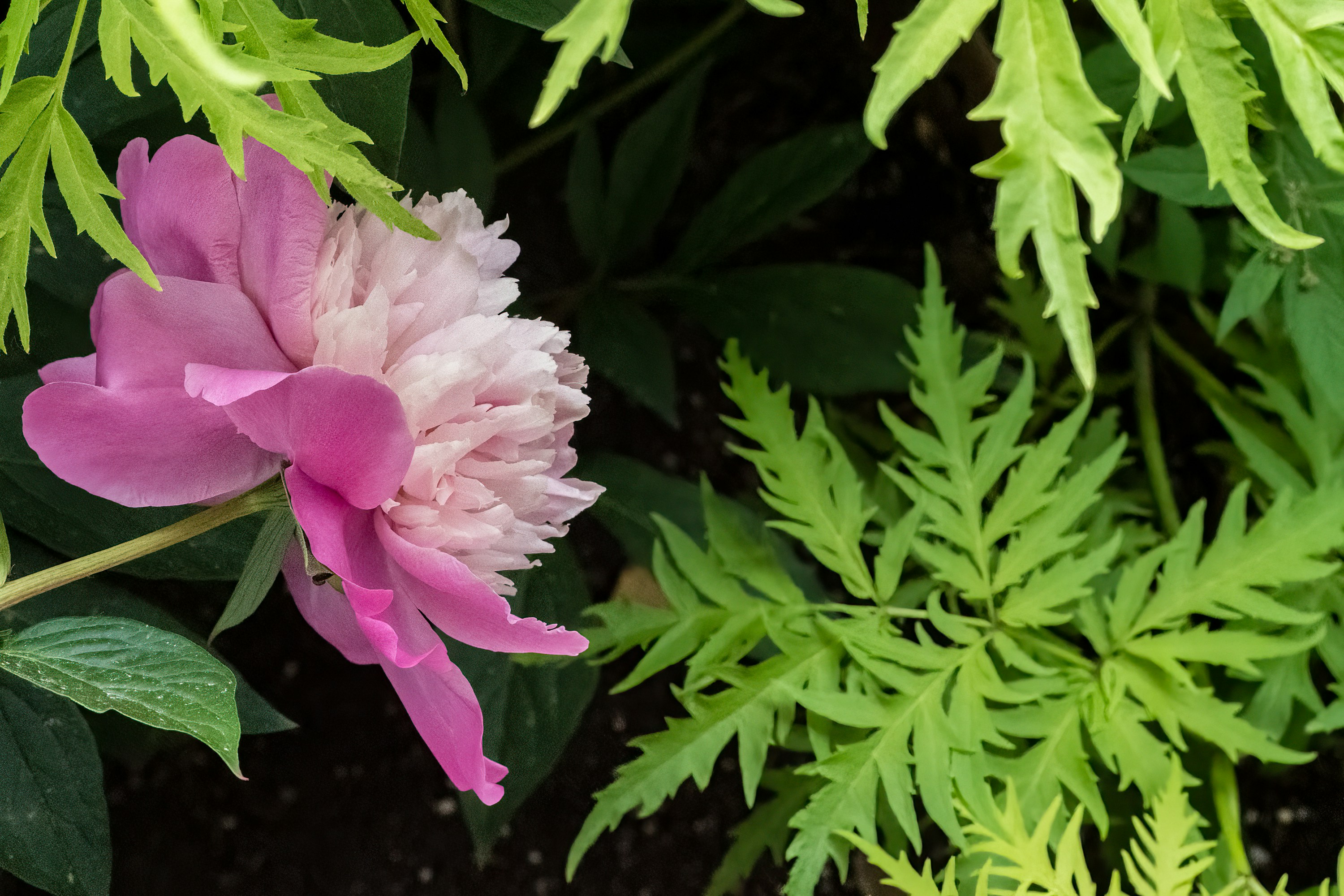 photo-1624212922240-faca4c76141d?ixid=M3wxMjA3fDB8MXxzZWFyY2h8MTJ8fGdyb3dpbmclMjBnZXJhbml1bSUzQSUyMGVzc2VudGlhbCUyMHRpcHMlMjBmb3IlMjBjYW5hZGlhbiUyMGdhcmRlbnN8ZW58MHx8fHwxNzUyMjIzODUxfDA\u0026ixlib=rb-4.1.0