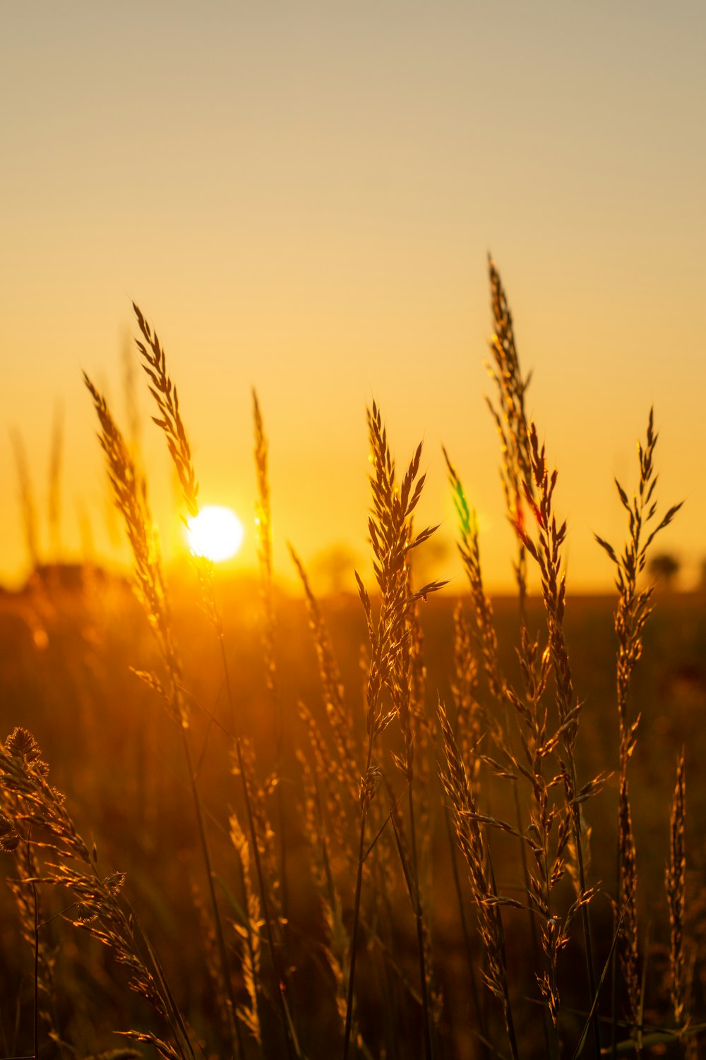 brown grass during golden hour