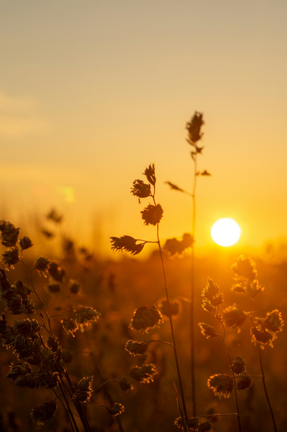 silhouette of flowers during sunset