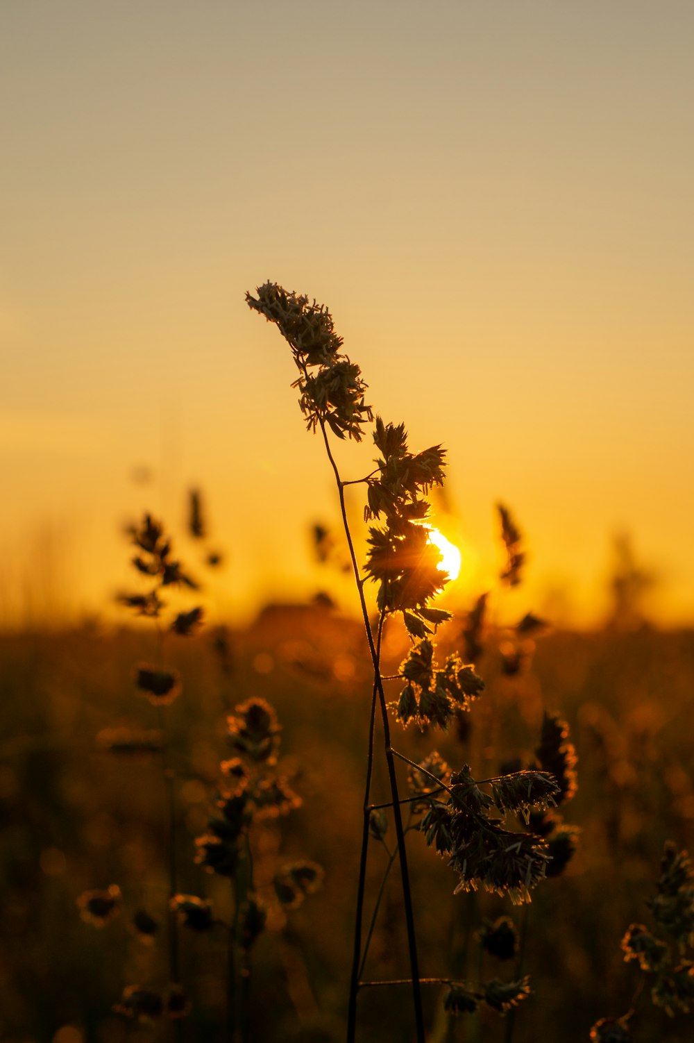 silhouette of plant during sunset