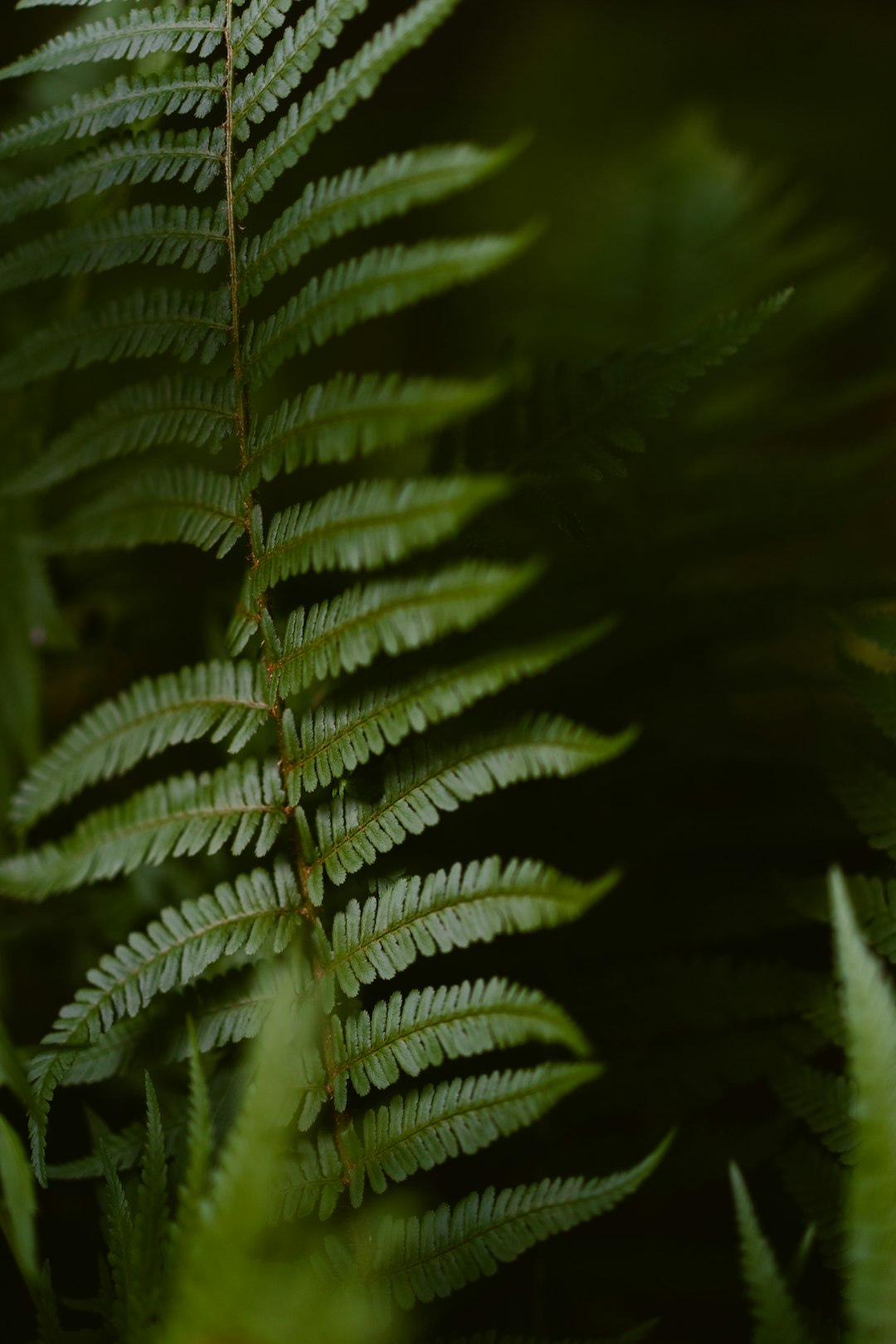 green fern plant in close up photography