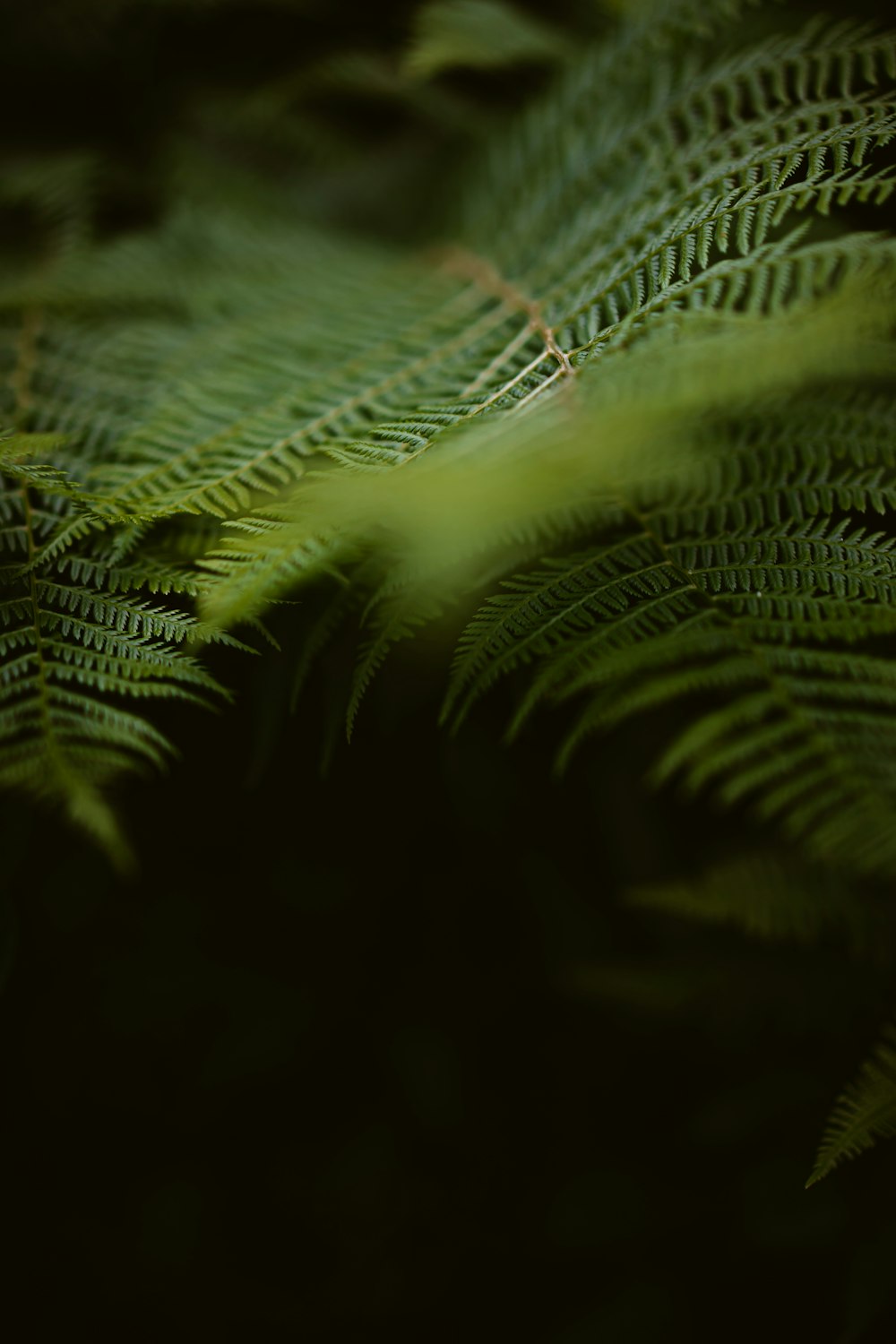 Hoja verde en la fotografía de primer plano