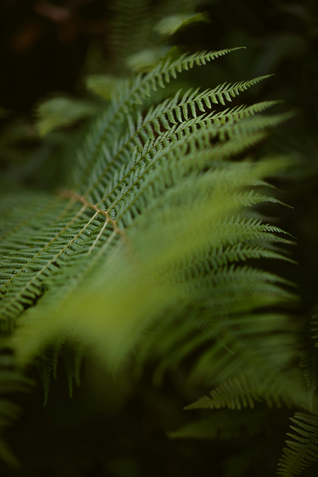 green fern plant in close up photography