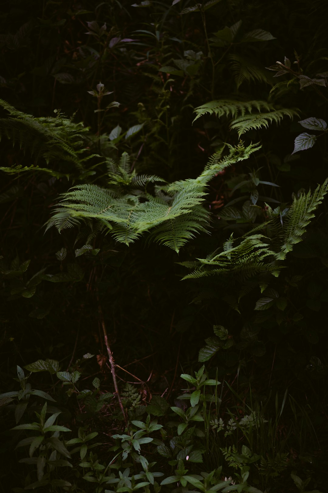 green fern plant during daytime