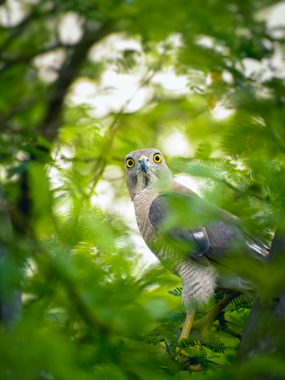 white owl perched on tree branch during daytime