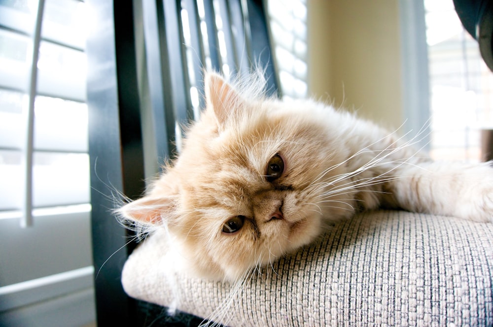 흰색 직물에 누워있는 주황색 얼룩 고양이