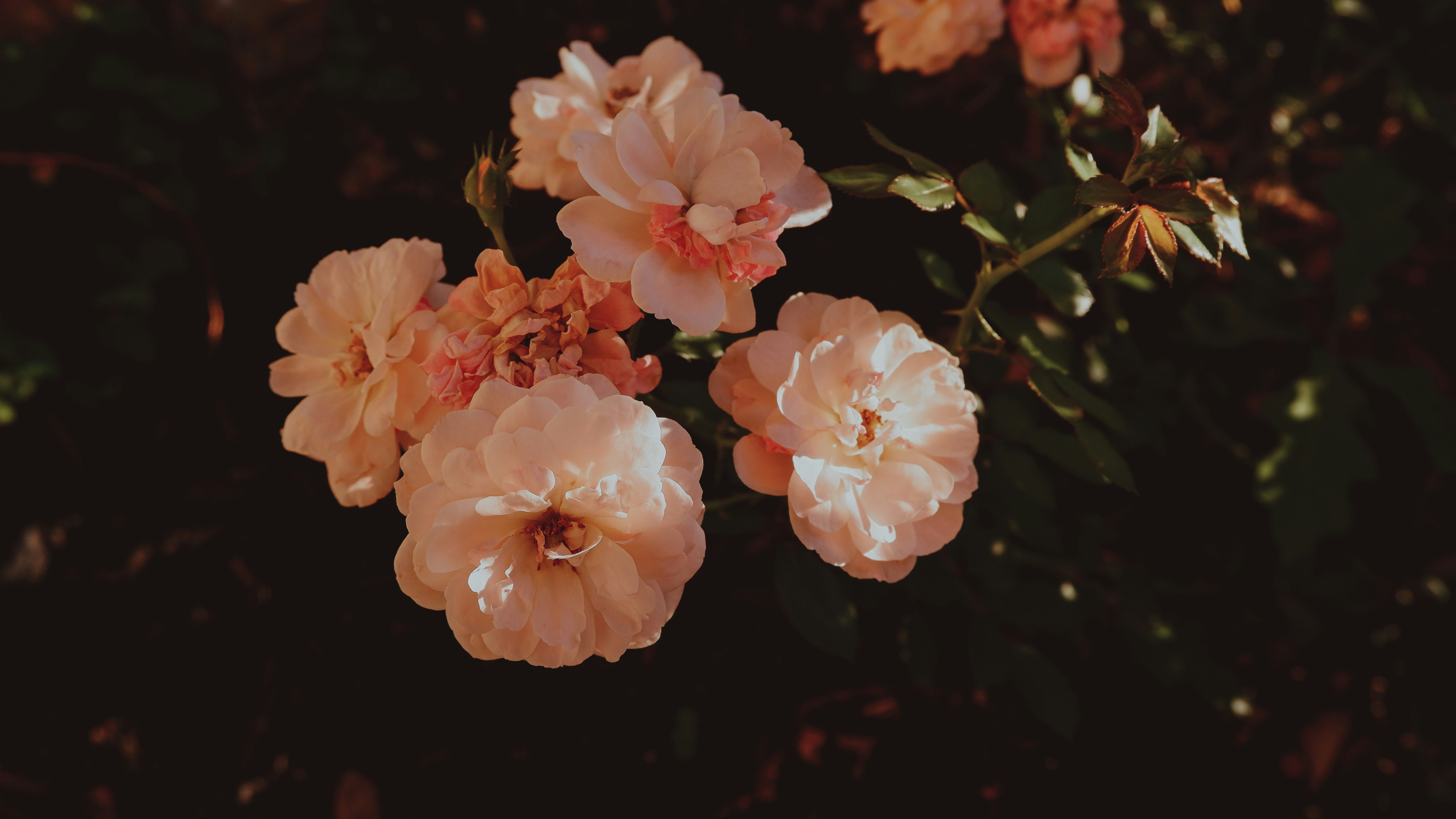 pink flowers with green leaves