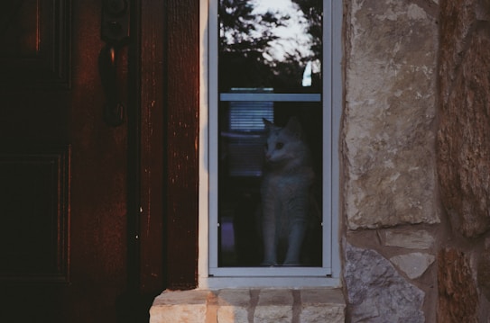 A white cat sits behind a window, gazing outside. The window is part of a stone wall, and the scene captures the cat in semi-darkness, creating a contrast between the inside and outside. The door next to the window is made of dark wood, adding to the warm, muted tones of the image.
