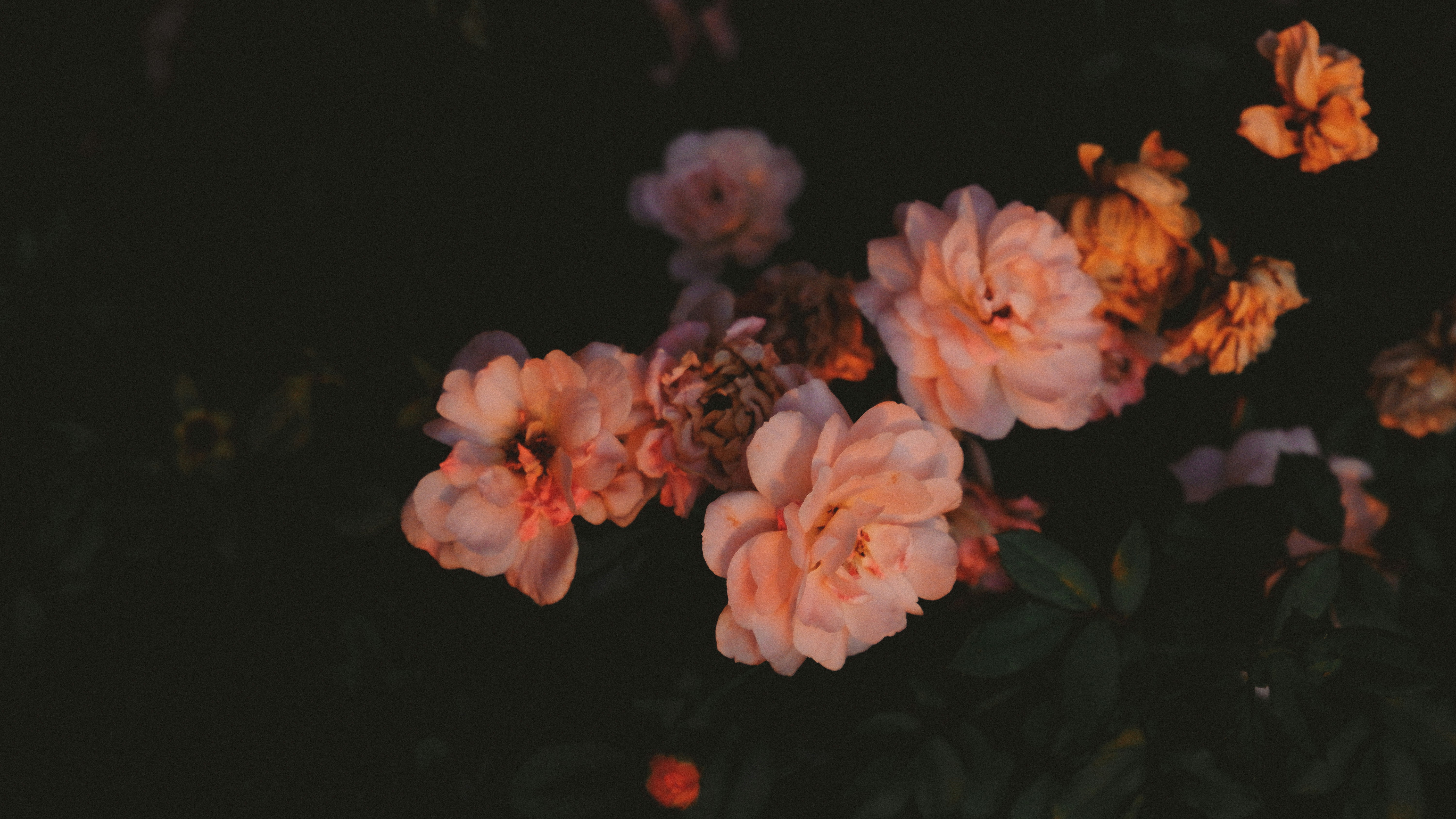 Fleurs roses sur fond noir photo – Image gratuite de Fleur rose sur Unsplash, image size:3000x1688