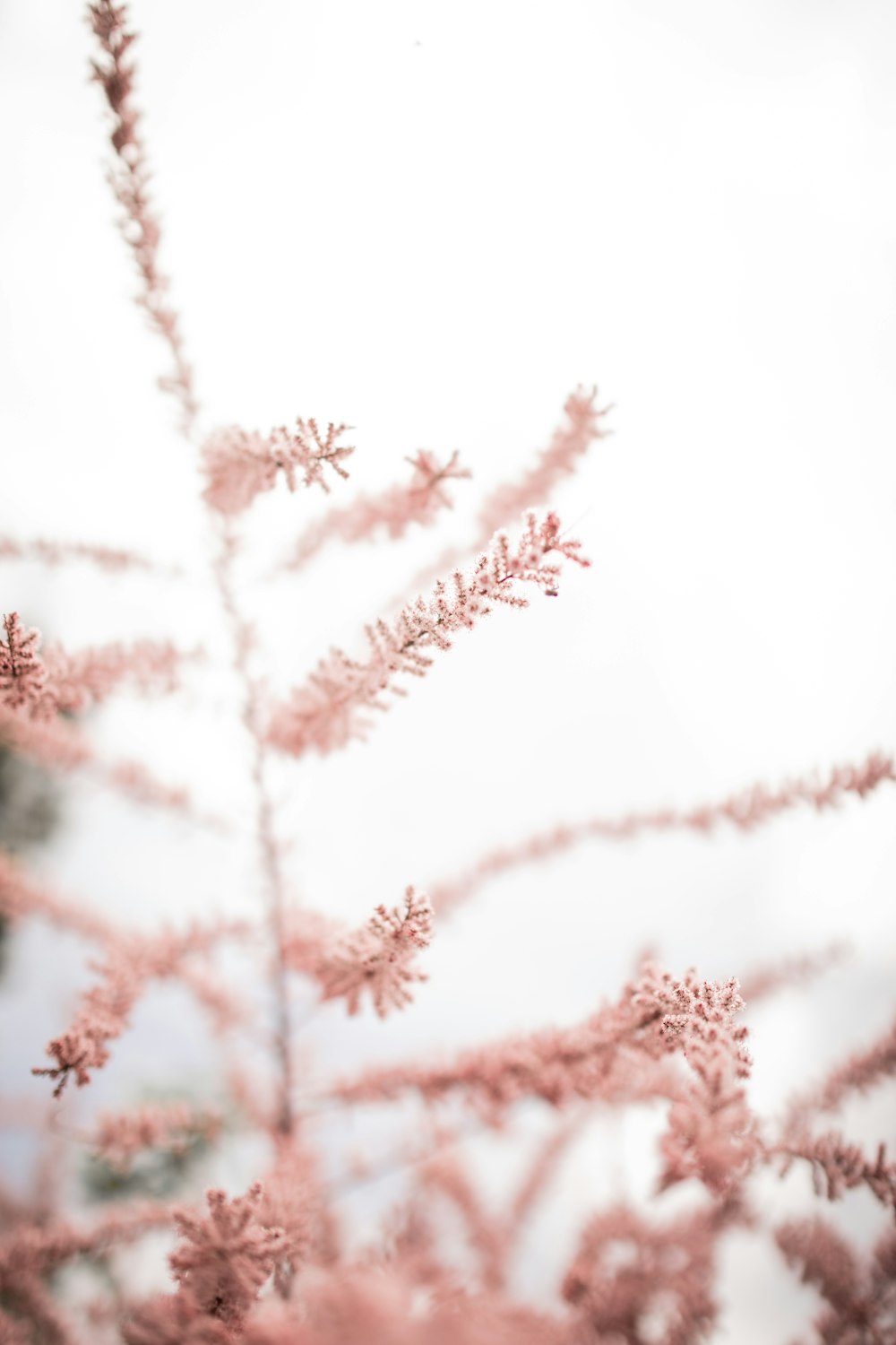 white and pink floral textile