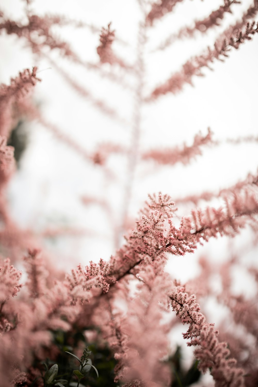 red and white plant during daytime