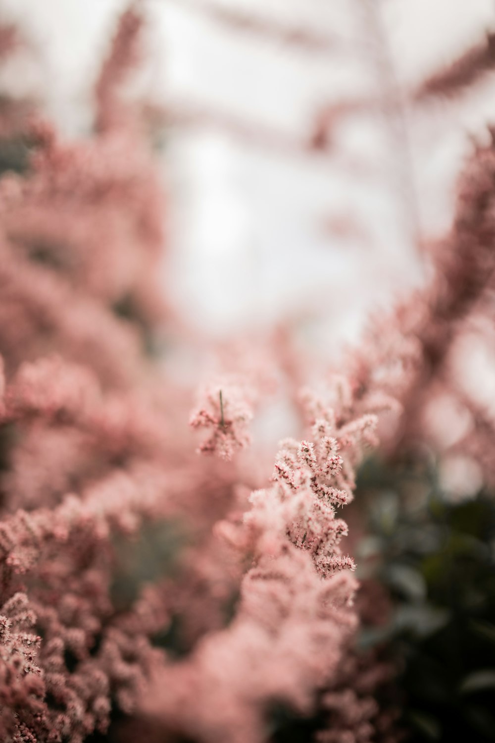 white and pink flower in close up photography