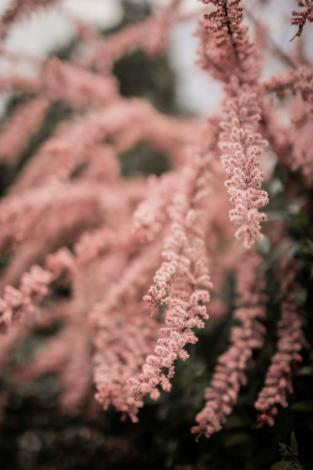 red and white flowers in tilt shift lens