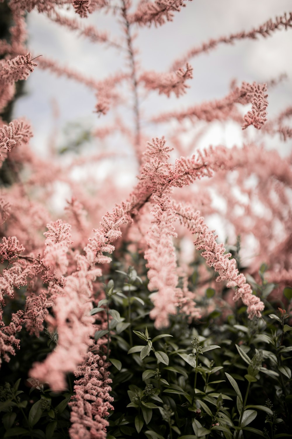 pink flowers with green leaves