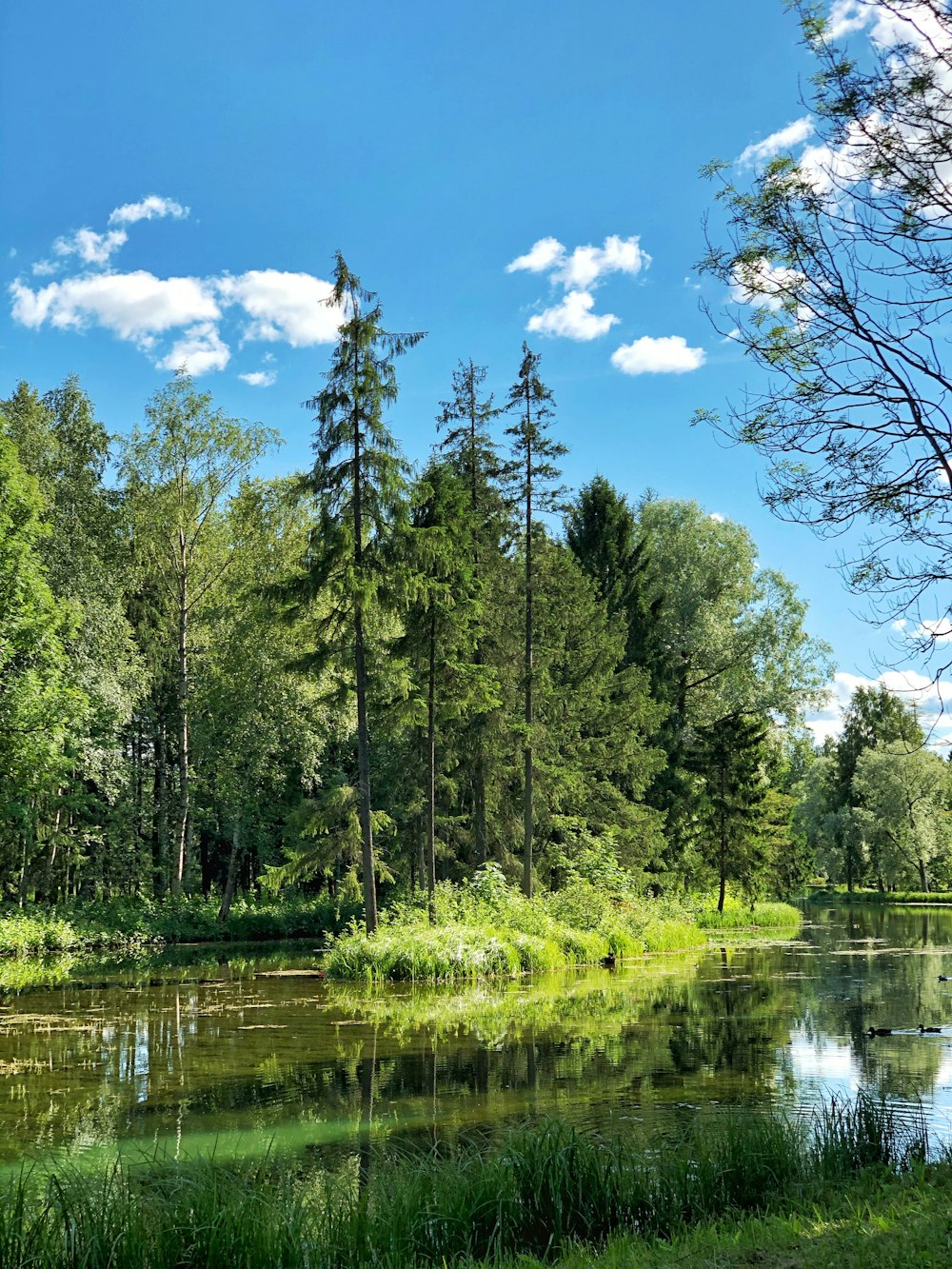 árvores verdes ao lado do rio sob o céu azul durante o dia