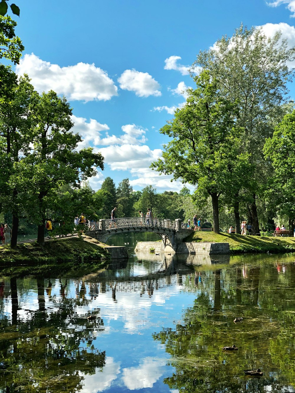 Grüne Bäume in der Nähe von Gewässern unter blauem Himmel tagsüber