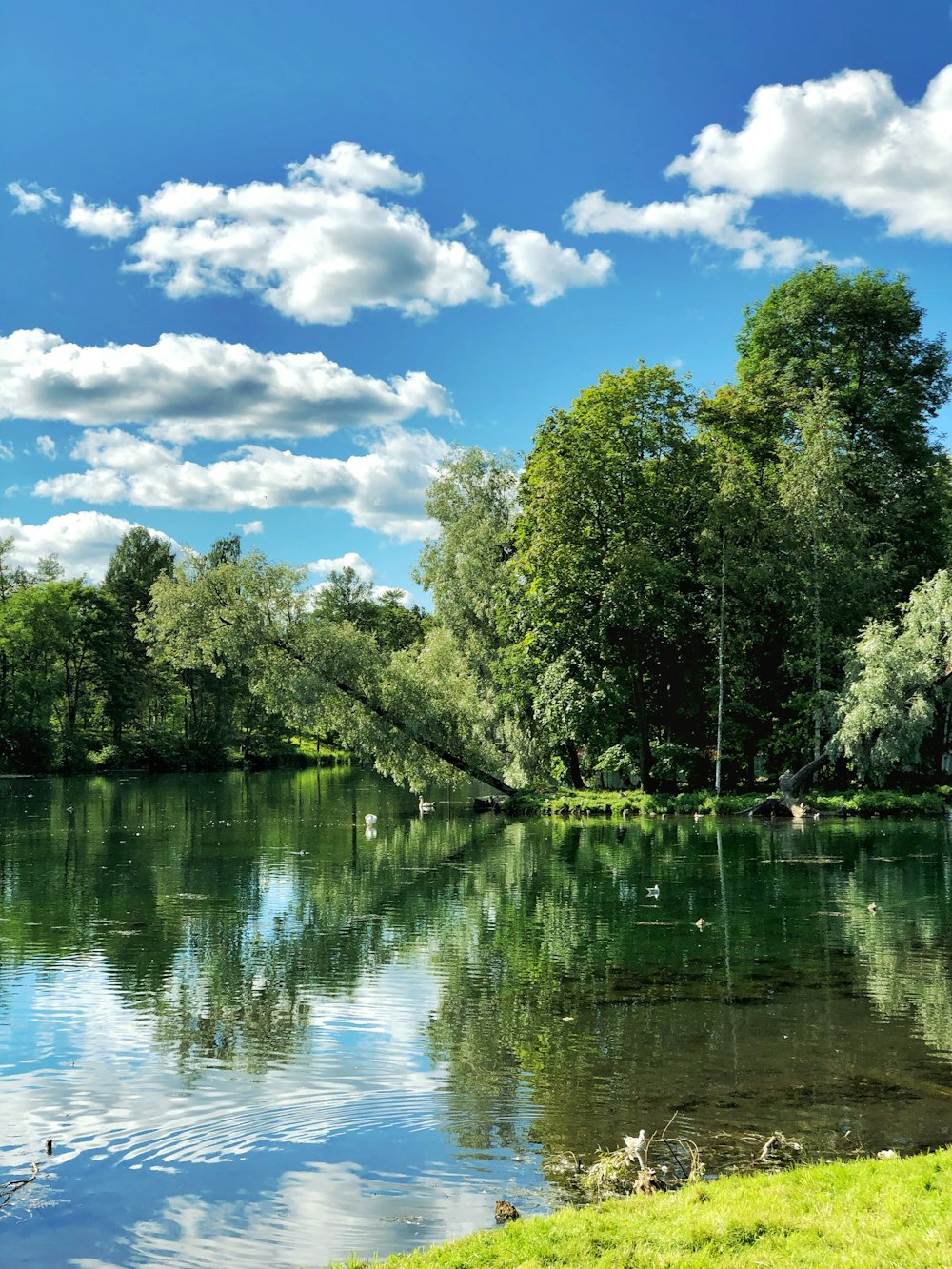 green trees beside body of water under blue sky during daytime