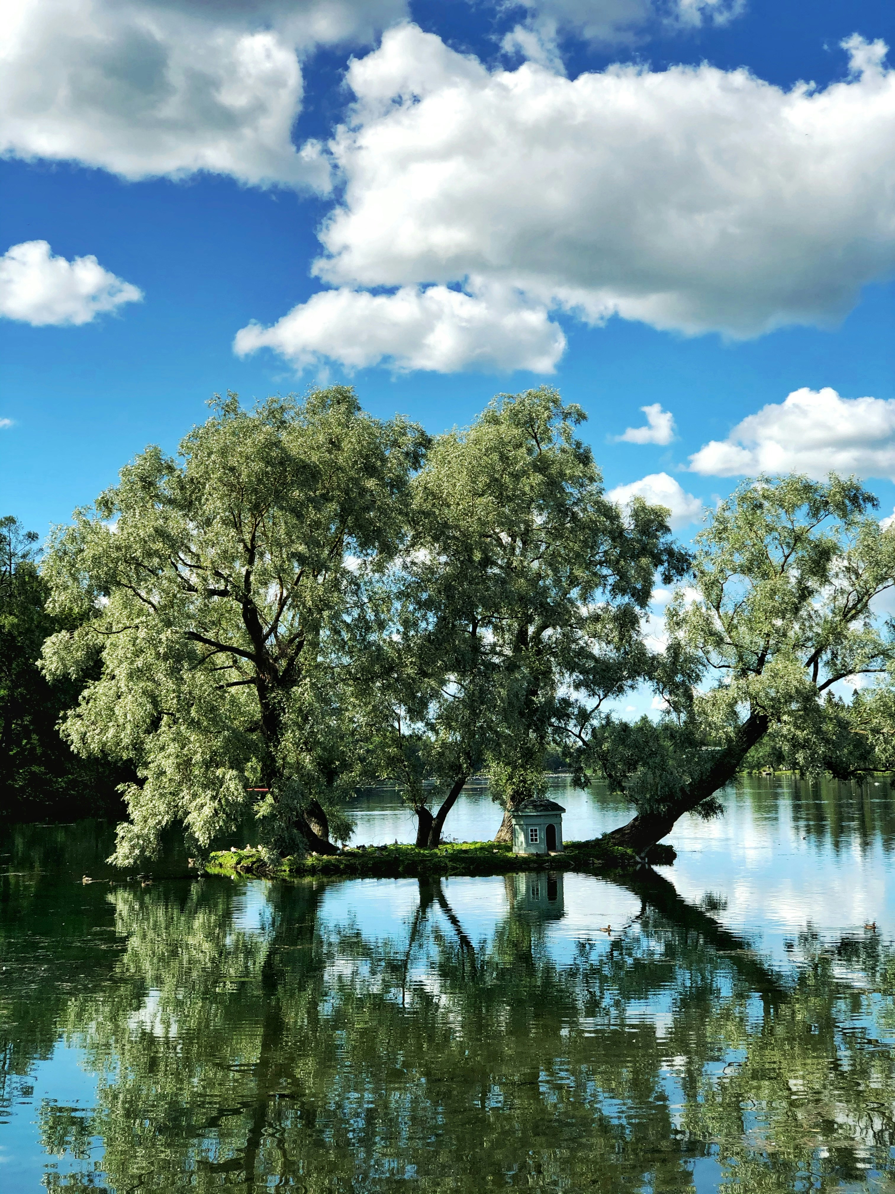 árboles verdes junto al cuerpo de agua bajo el cielo azul durante el día